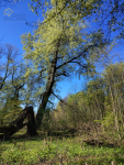 Działka na sprzedaż Sadowo Sadowo - zdjęcie 10
