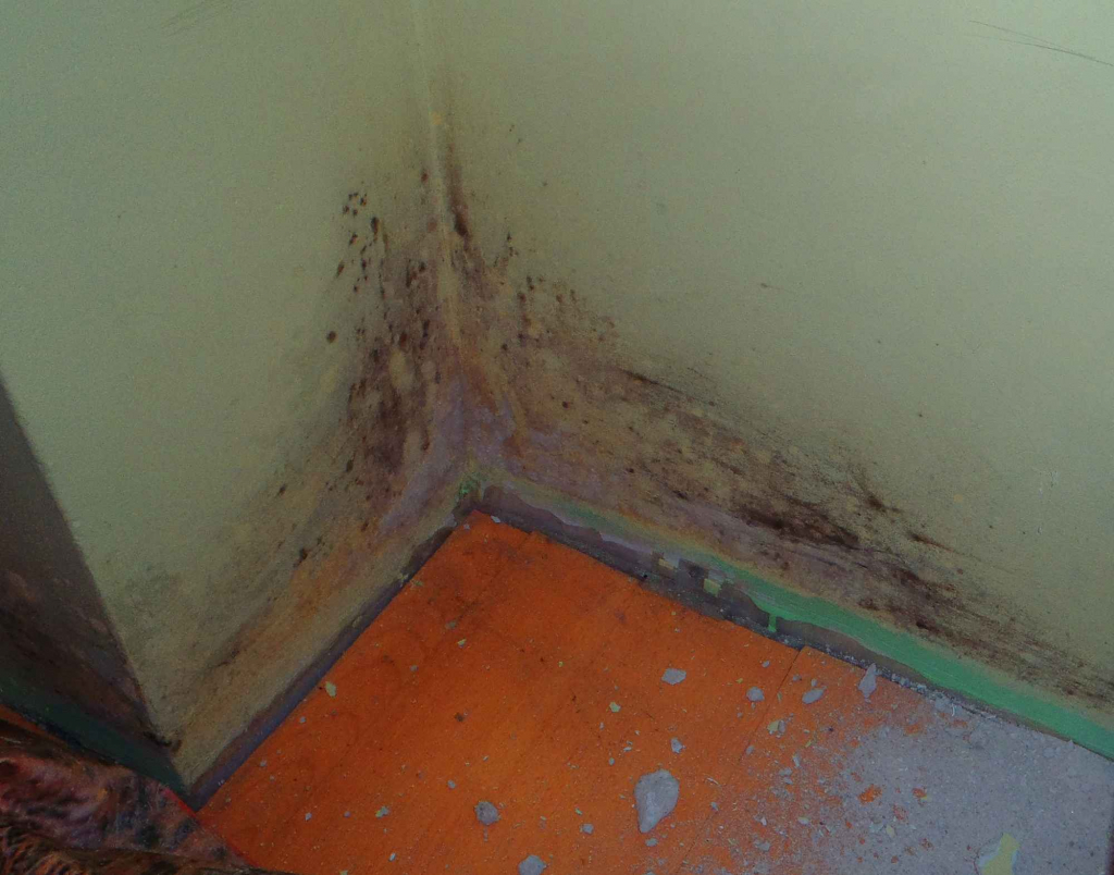 odgrzybianie pomieszcze firbau Bielsko-Biała - zdjęcie 2