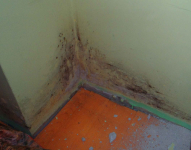 odgrzybianie pomieszcze firbau Bielsko-Biała - zdjęcie 2