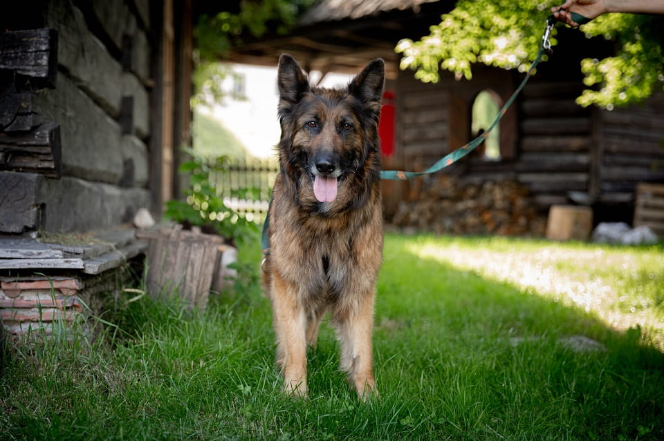 Lisa szuka serca, w którym rozkwitnie na nowo ♥️ Łętkowice - zdjęcie 2