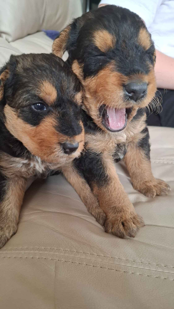 Airedale Terrier Lublin - zdjęcie 2