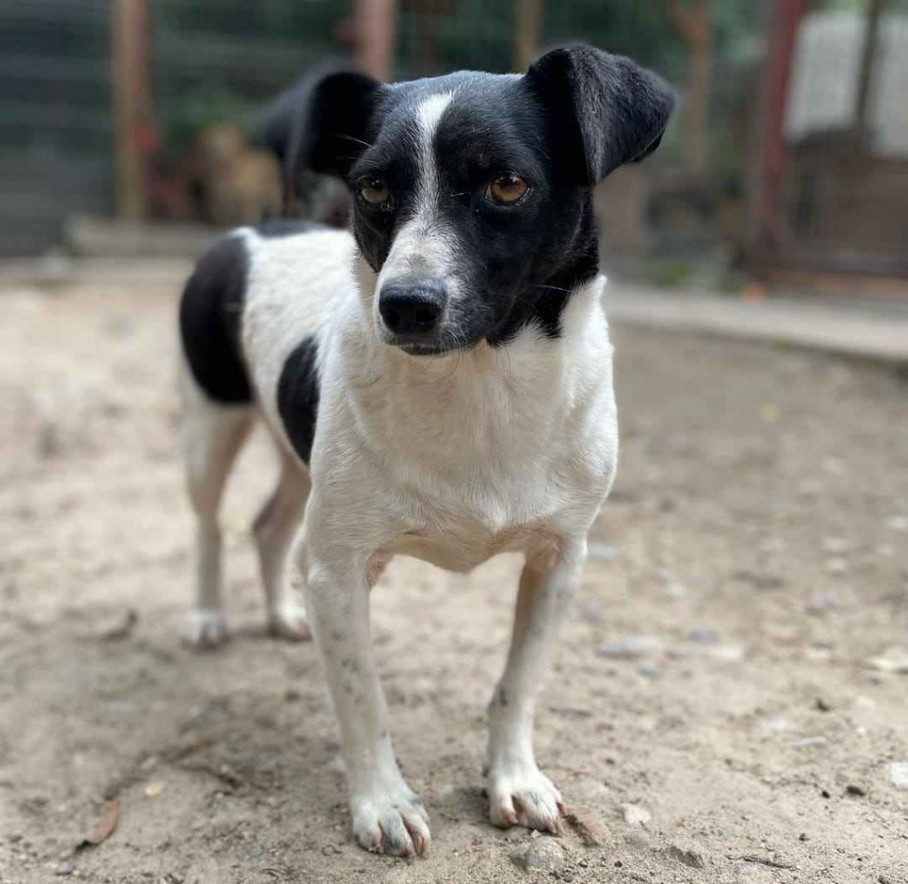 Kazia - niewielka, delikatna sunia szuka domu! Olsztyn - zdjęcie 3