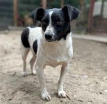 Kazia - niewielka, delikatna sunia szuka domu! Olsztyn - zdjęcie 3