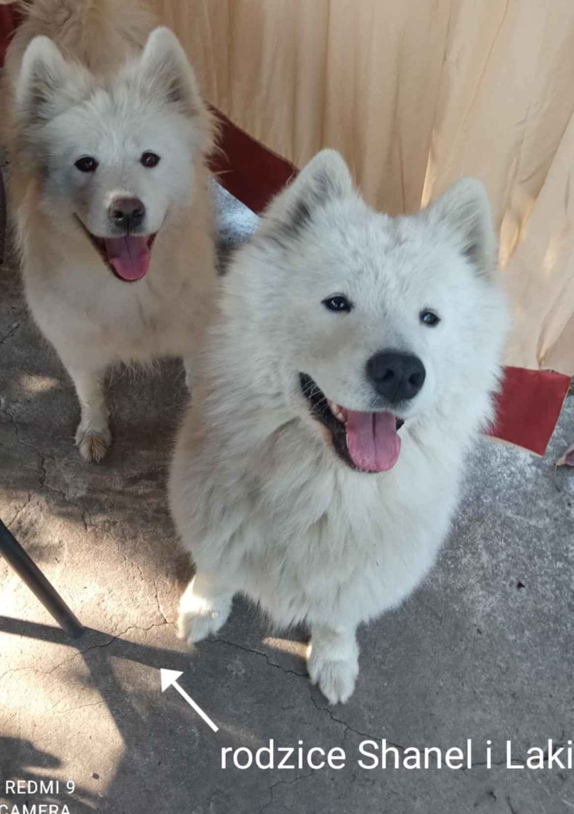 Samojed sprzedam Samoyed szczeniaki 2024 Rokitno Szlacheckie - zdjęcie 6