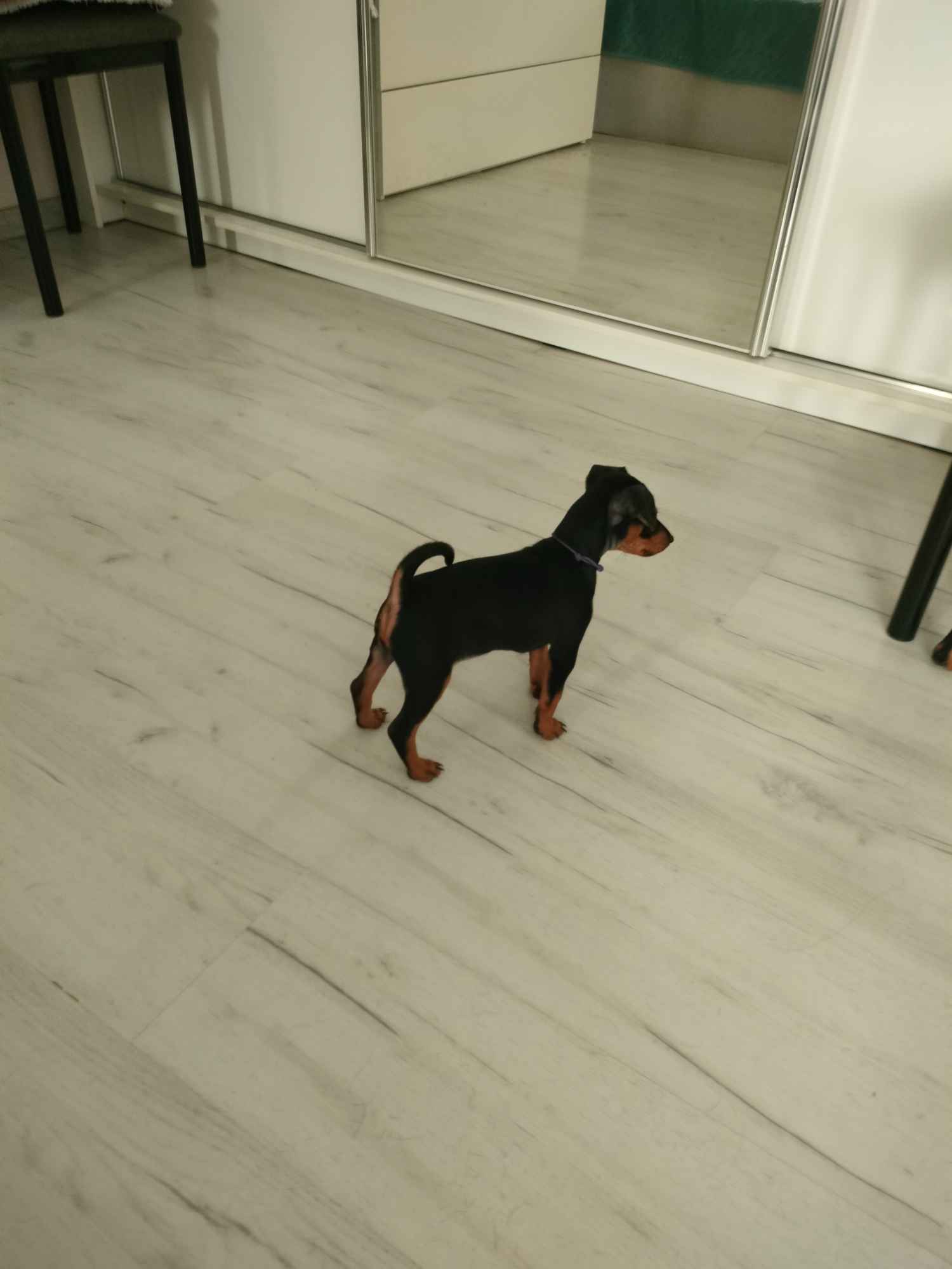 Pinczer miniaturowy z metryką FCI - rodowód ZKwP Wilda - zdjęcie 7