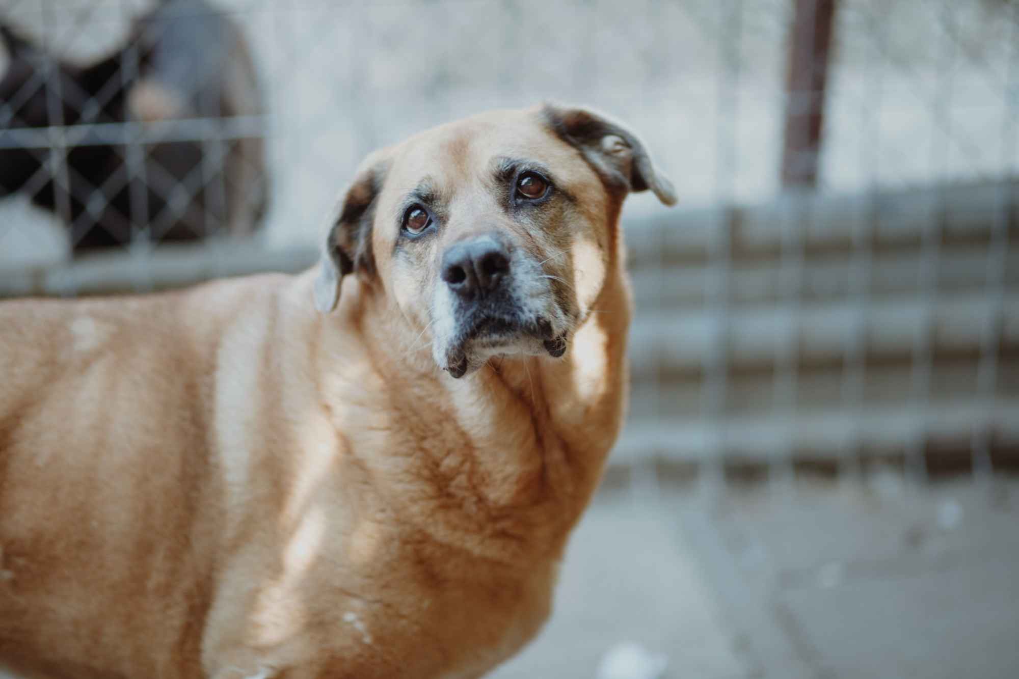 Suzi - domowa, wychowana suczka szuka domu! Olsztyn - zdjęcie 1