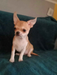 Chihuahua sunia Górna - zdjęcie 3