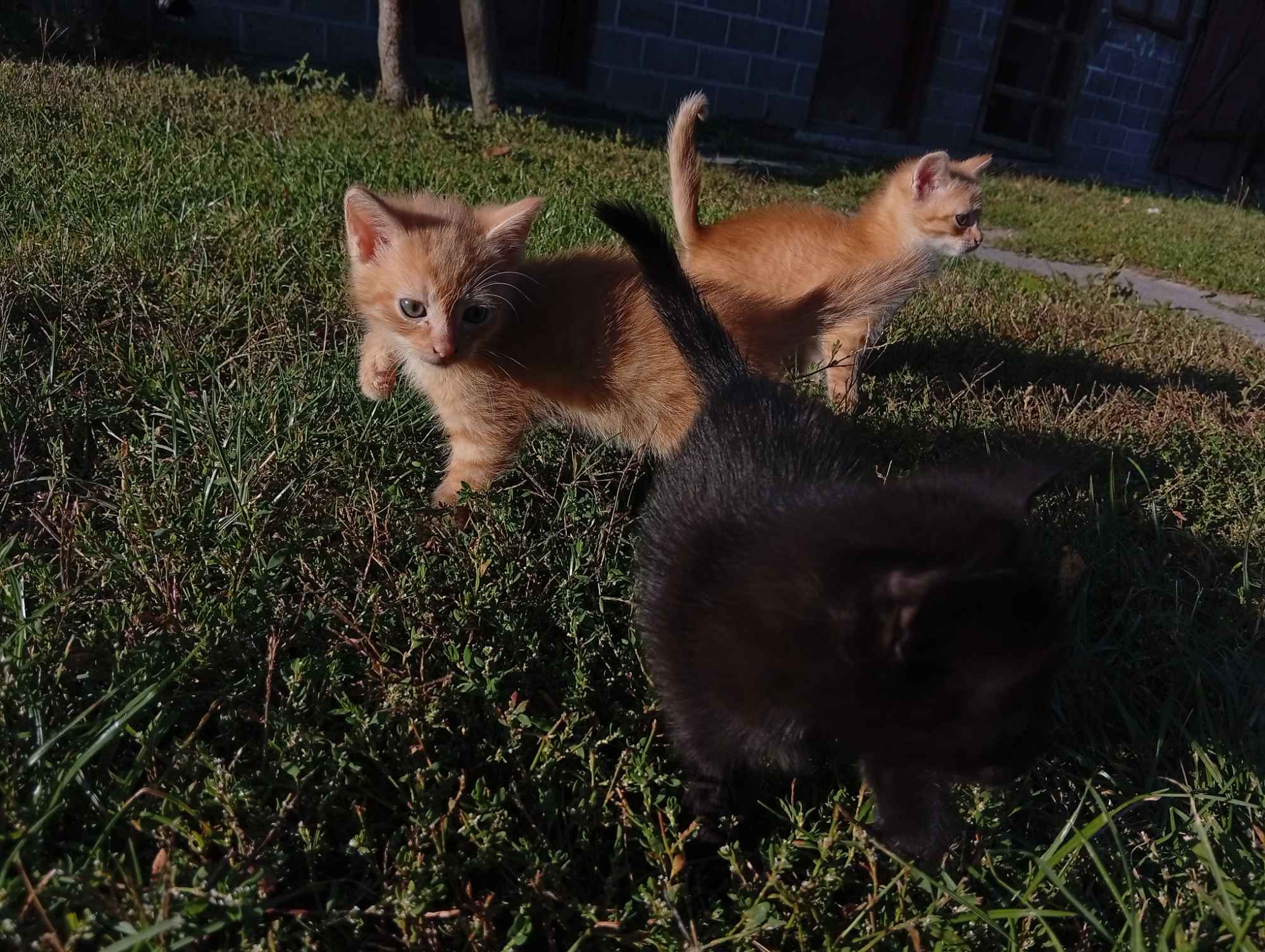 Koty do adopcji za darmo Włoszczowa - zdjęcie 2