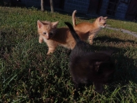 Koty do adopcji za darmo Włoszczowa - zdjęcie 2