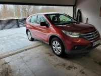 SPRZEDAM Pionki - zdjęcie 3