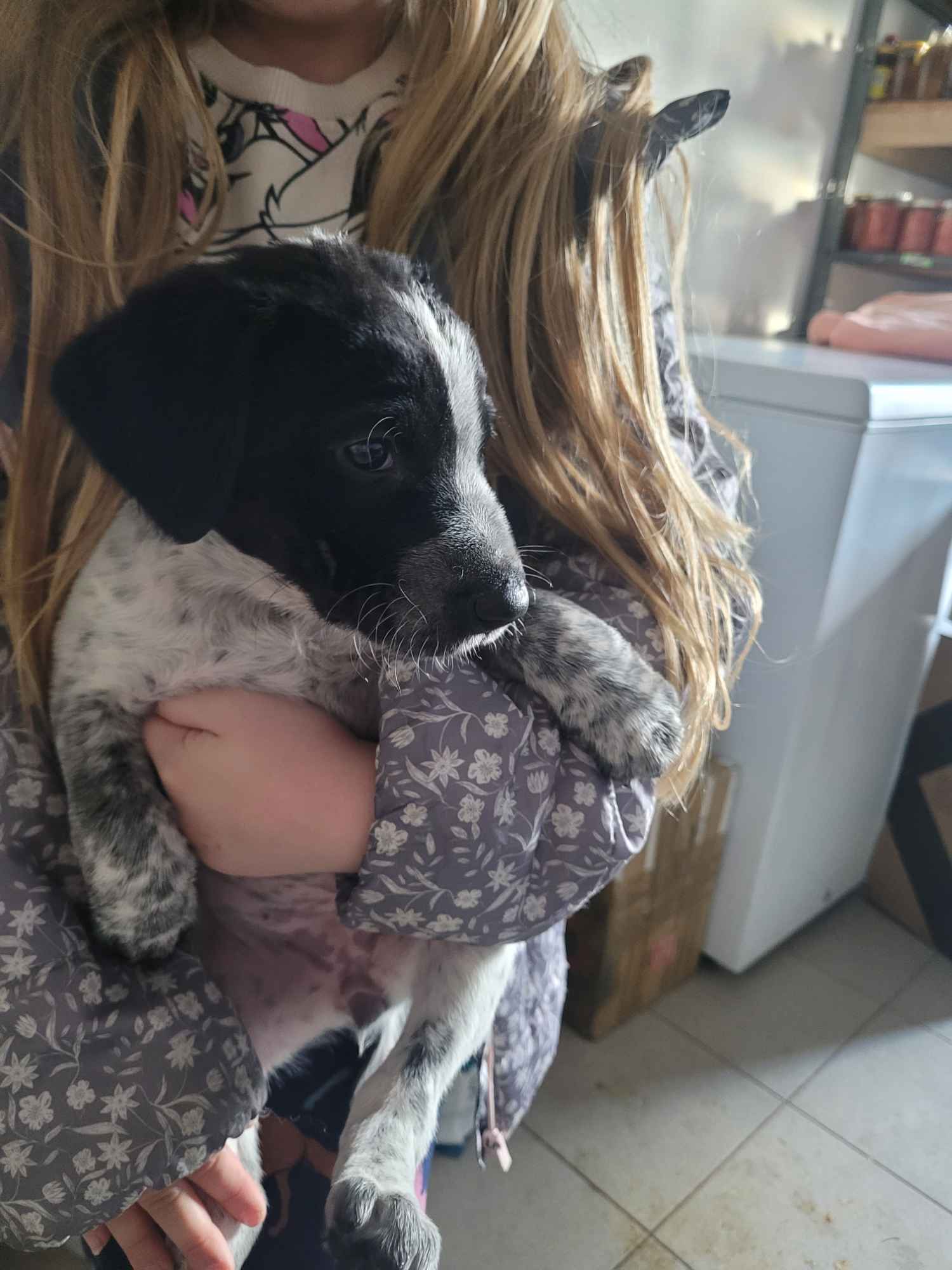 Szczeniaki wyżeł niemiecki Złoczew - zdjęcie 9