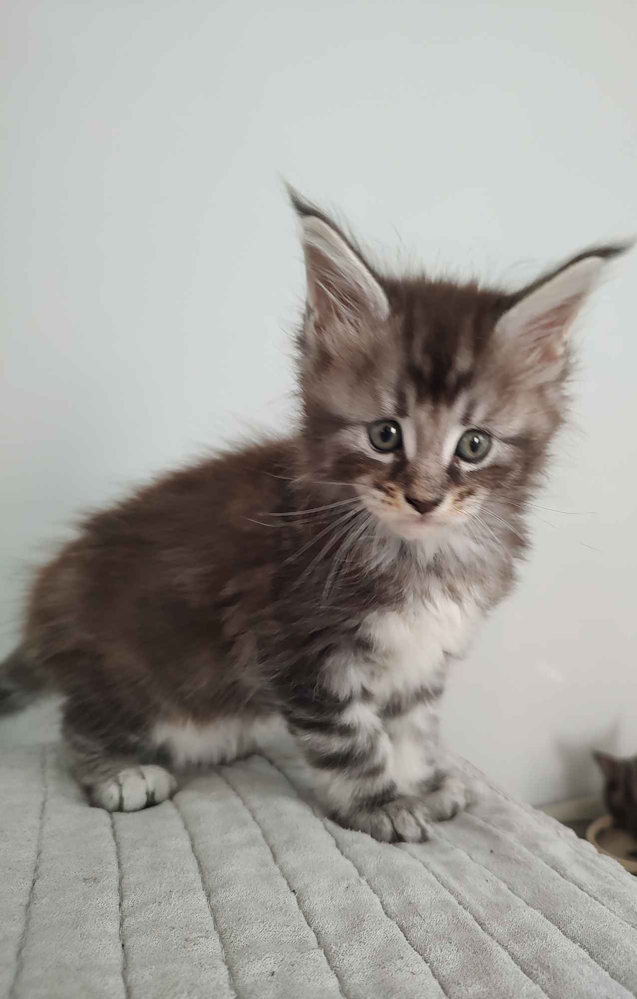 Kocięta Maine coon Słupno - zdjęcie 2