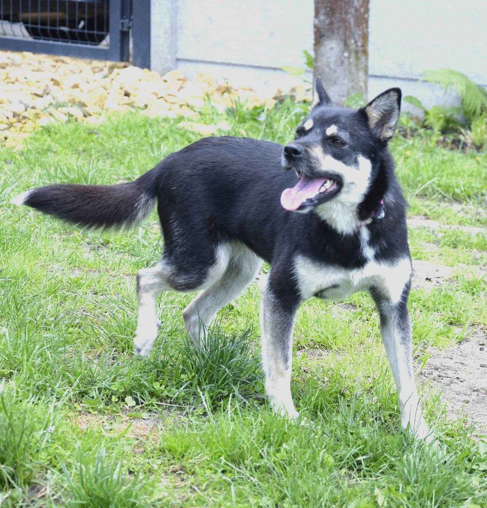 PEREŁKA sunia wyglądająca jak szczeniak Częstochowa - zdjęcie 3