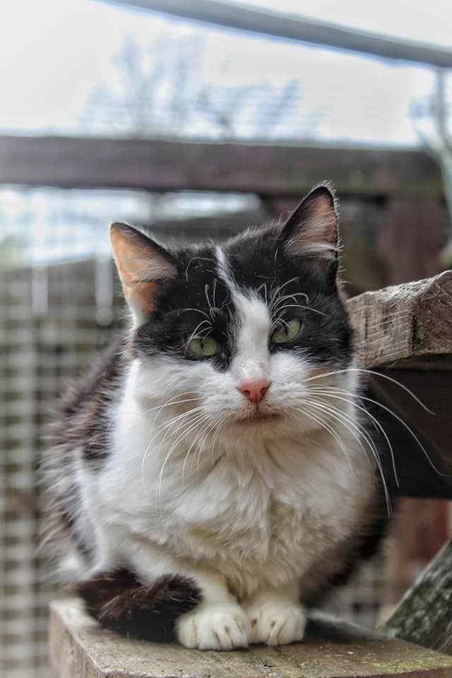 Furka - kotolubna kotka, spokojna, nieśmiała Olsztyn - zdjęcie 1