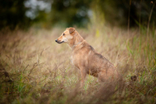 Snikers - kot w ciele psa szuka domu! Olsztyn - zdjęcie 3