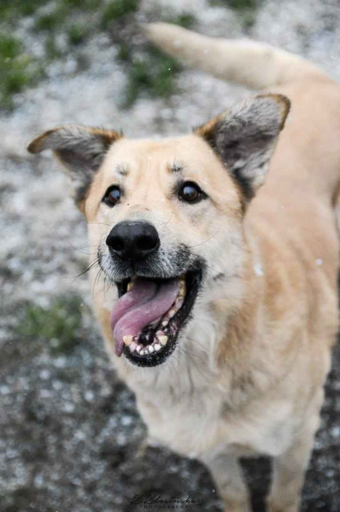 Dex - kochany, wierny pies szuka domu! Olsztyn - zdjęcie 1