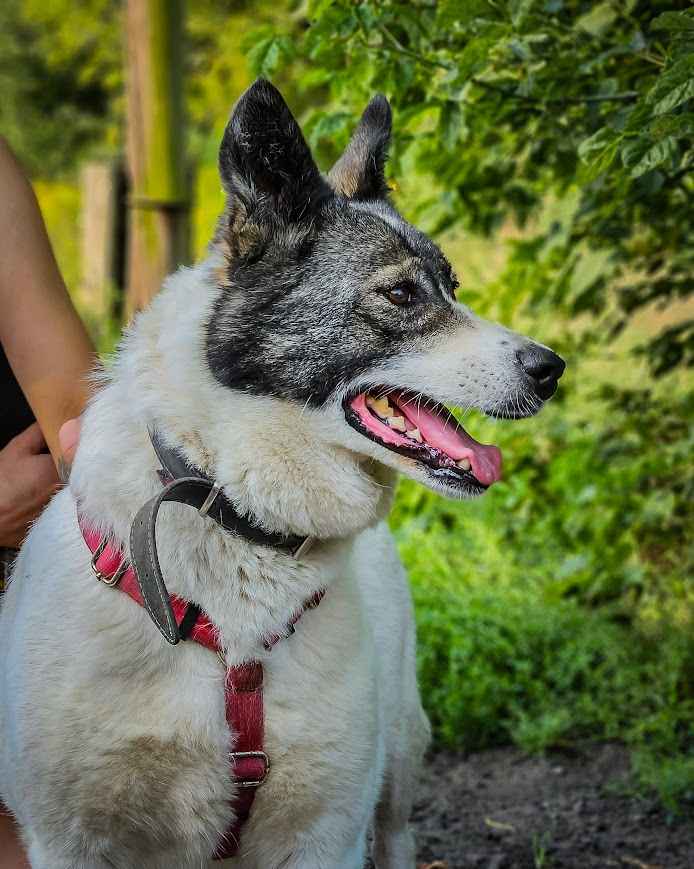 Oddana z adopcji przeokrutnie cierpi za kratami, pomocy! :( Śródmieście - zdjęcie 2