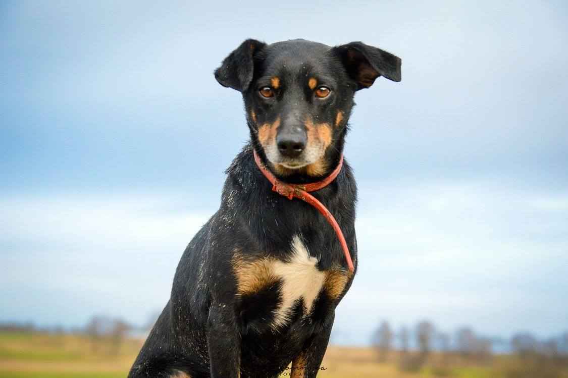 Puszek - psi anioł do pokochania! Olsztyn - zdjęcie 4