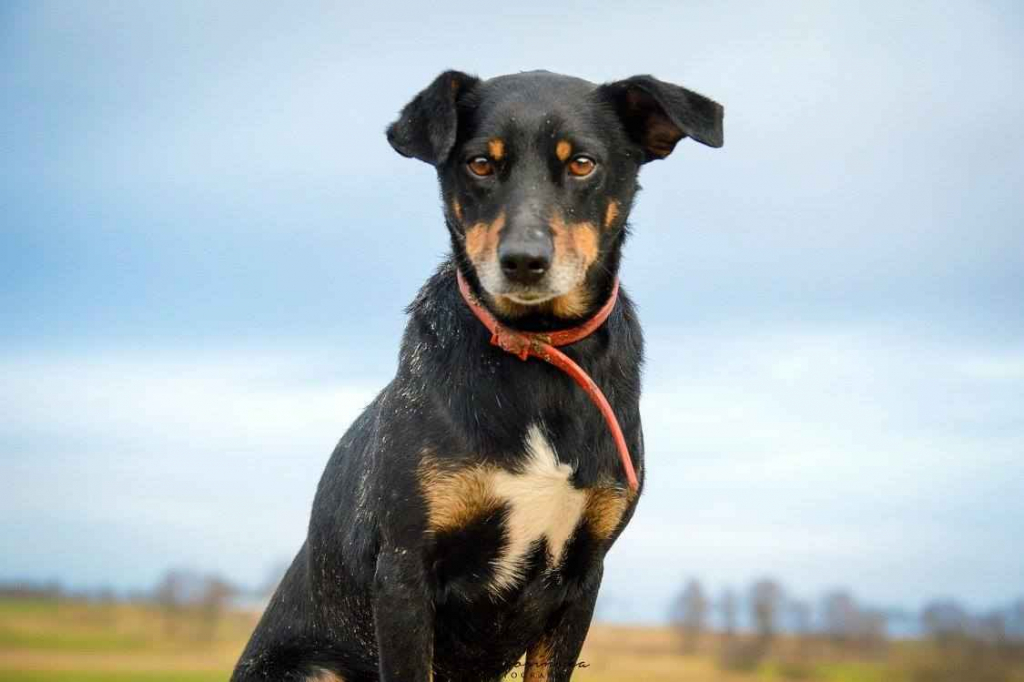 Puszek - psi anioł do pokochania! Olsztyn - zdjęcie 4