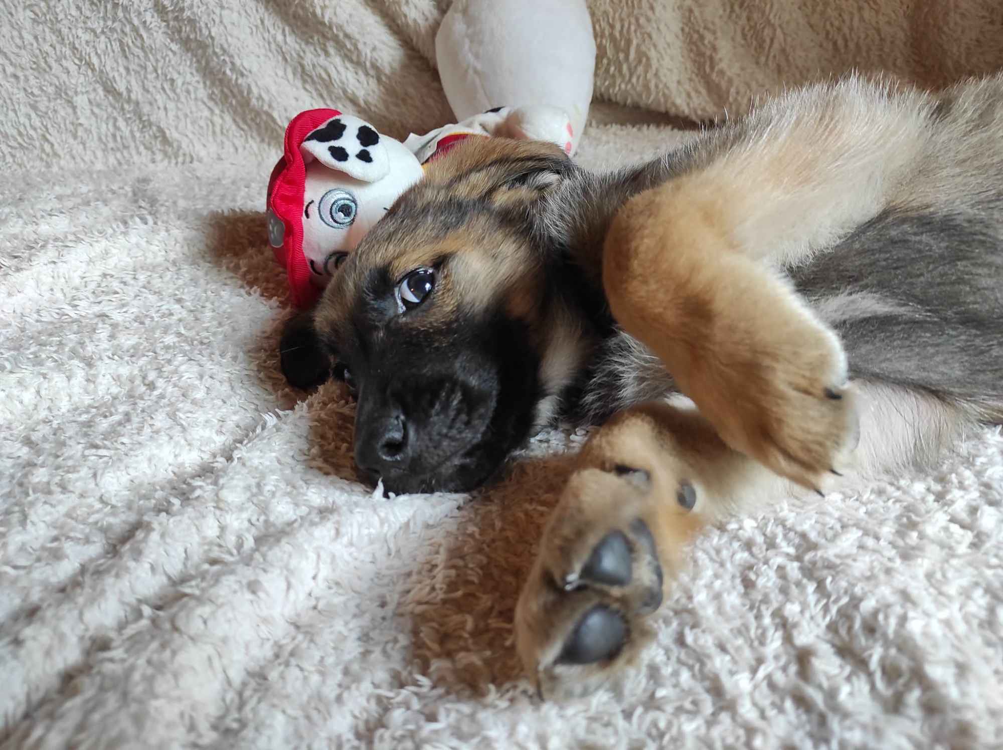 2 miesięczny maluch Tedi szuka domu Olsztyn - zdjęcie 4