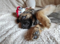 2 miesięczny maluch Tedi szuka domu Olsztyn - zdjęcie 4