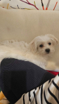 Sprzedam szczeniak maltipoo