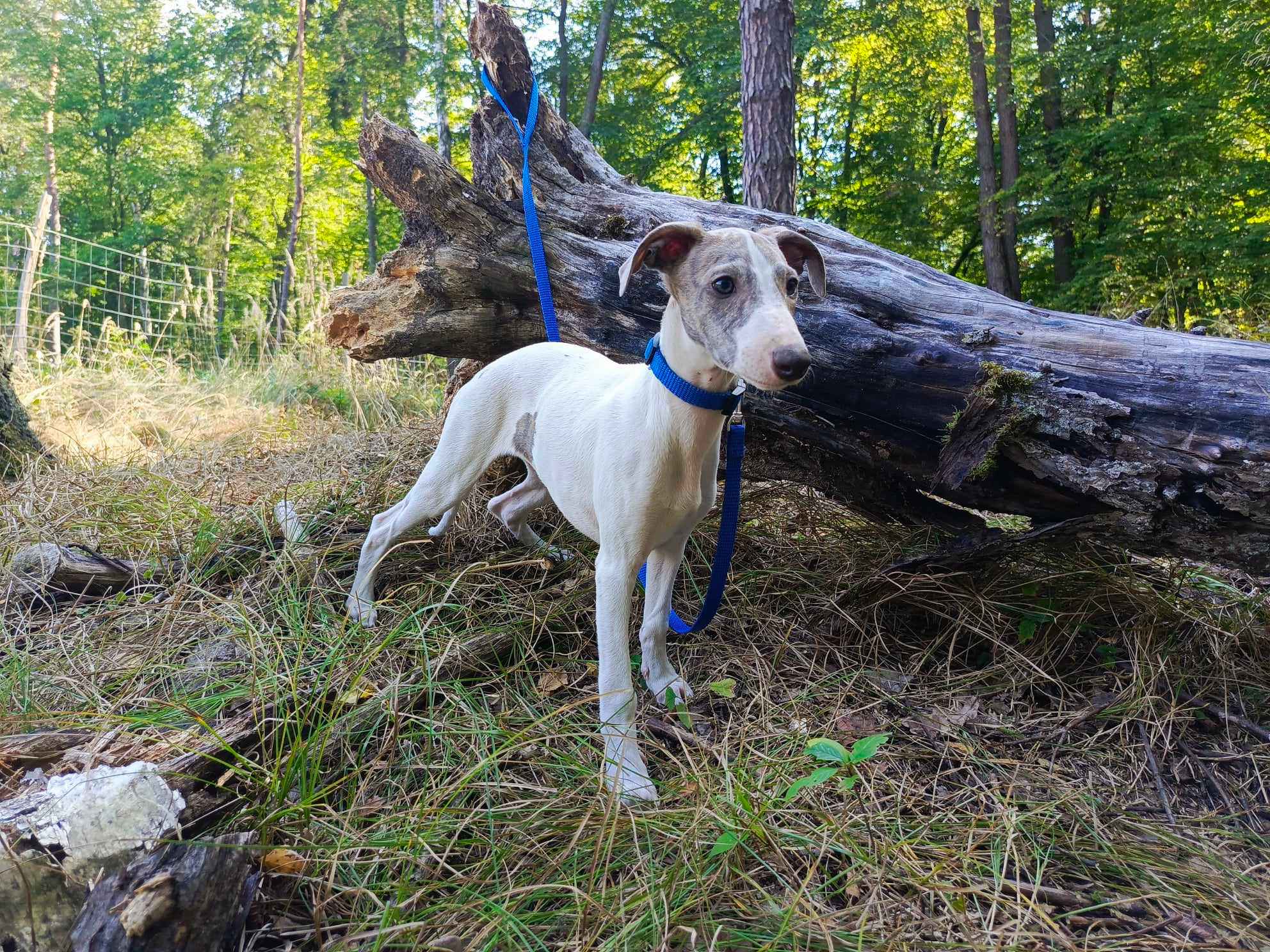 Szczenięta rasy Whippet, gotowe do zmiany domu Nowa Huta - zdjęcie 4