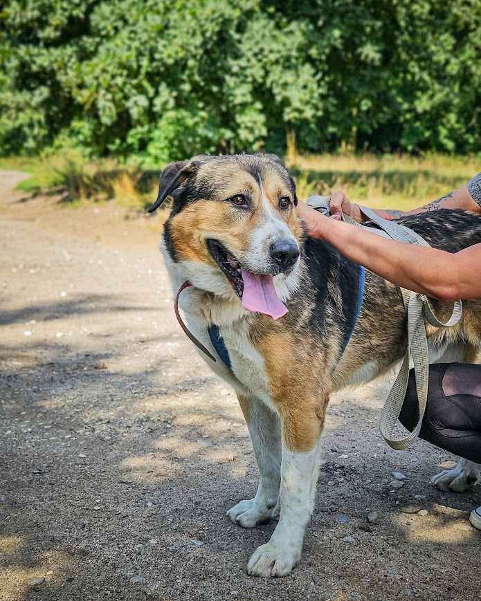 Duży, dostojny pies w typie molosa szuka odpowiedzialnego domu! :) Bemowo - zdjęcie 2