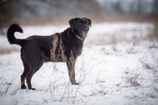 Portos - łagodny, przyjazny psiak w typie labka Olsztyn - zdjęcie 6
