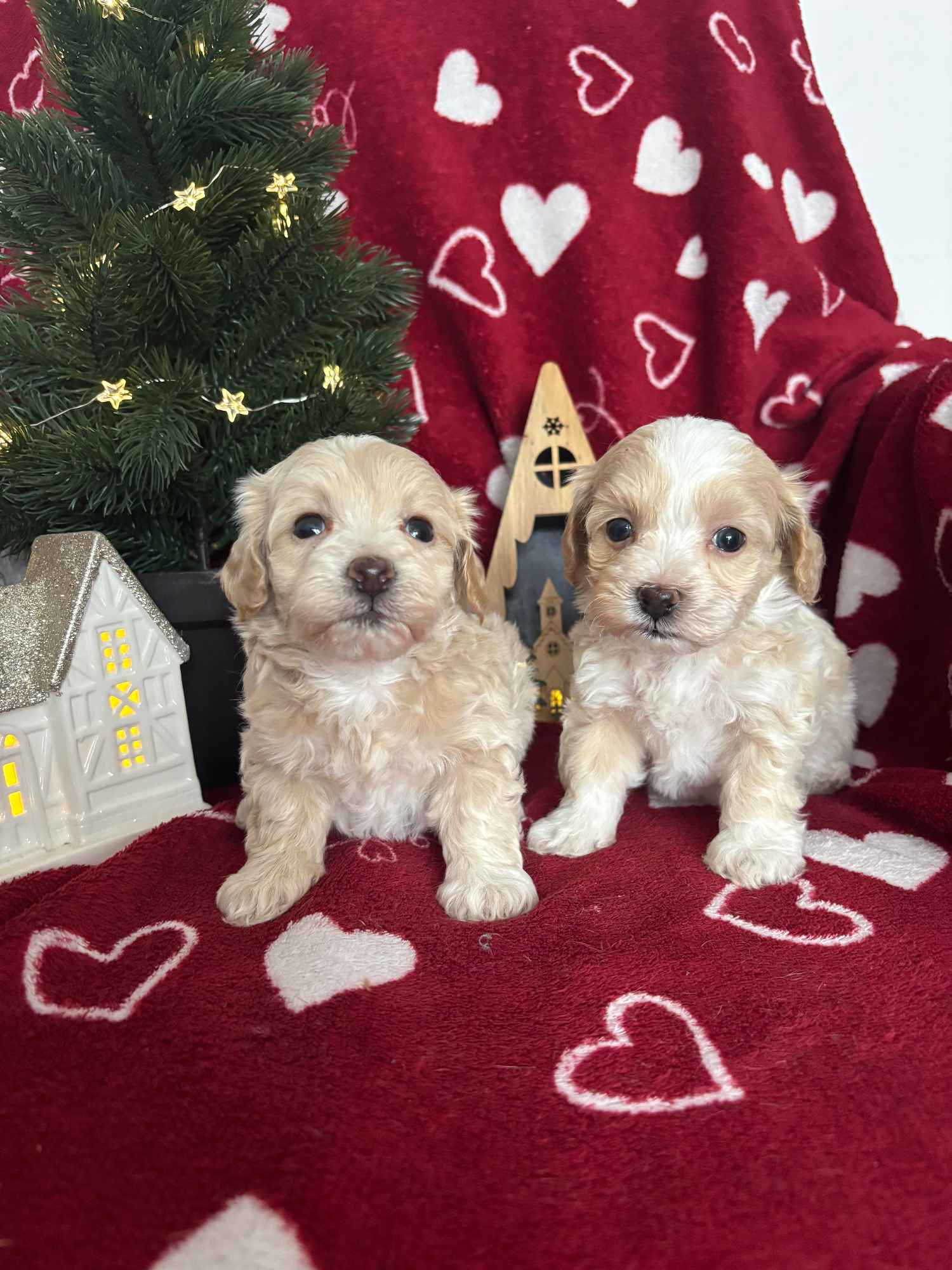 Maltipoo Sunia F1 Częstochowa - zdjęcie 6