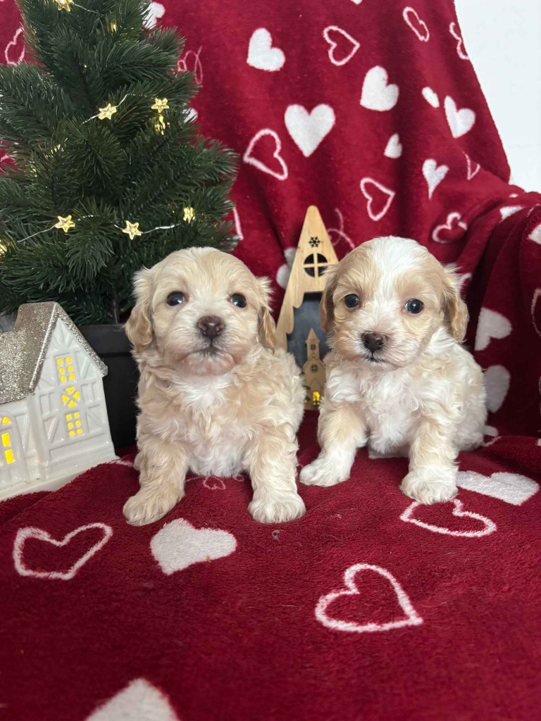 Maltipoo Sunia F1 Częstochowa - zdjęcie 6