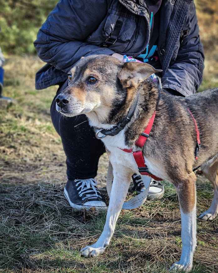 Przesympatyczny, proludzki kanapowiec szuka domu na zawsze! Adoptuj! Polesie - zdjęcie 3