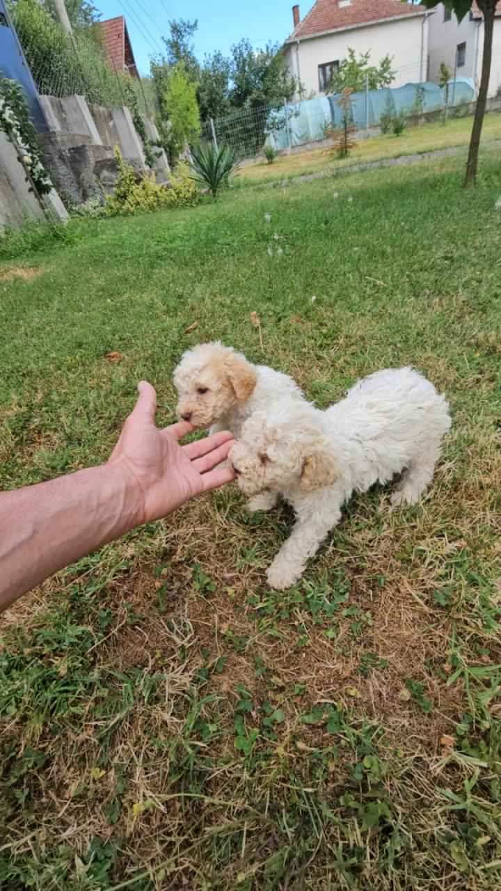 Lagoto Romagnola puppies Bemowo - zdjęcie 2