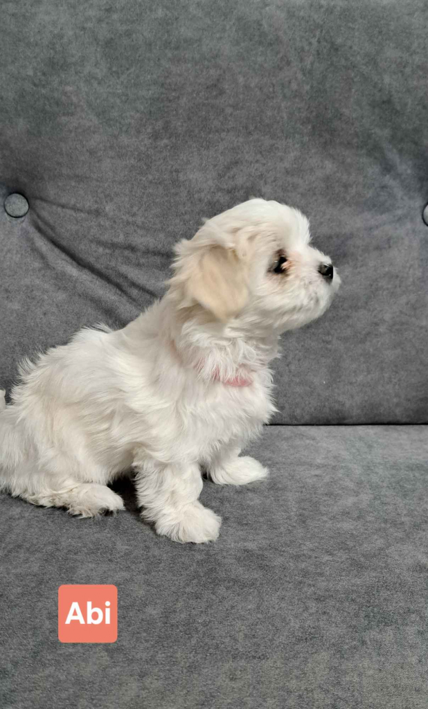 Maltańczyki suczki Burzec - zdjęcie 6