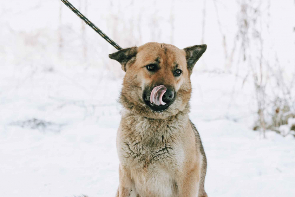 Doris - niekonfliktowa, wesoła sunia szuka domu! Olsztyn - zdjęcie 4