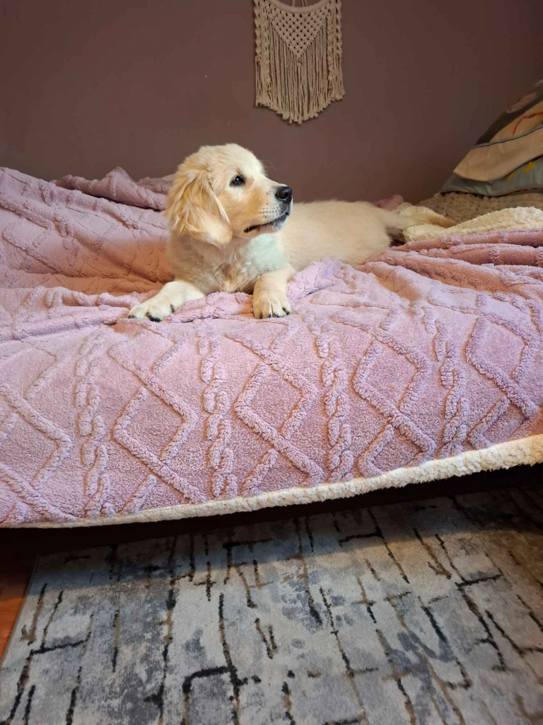 Sprzedam pieska rasy Golden Retriever Leszno - zdjęcie 5