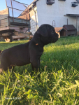 Cane Corso Italiano Jędrzejów - zdjęcie 1