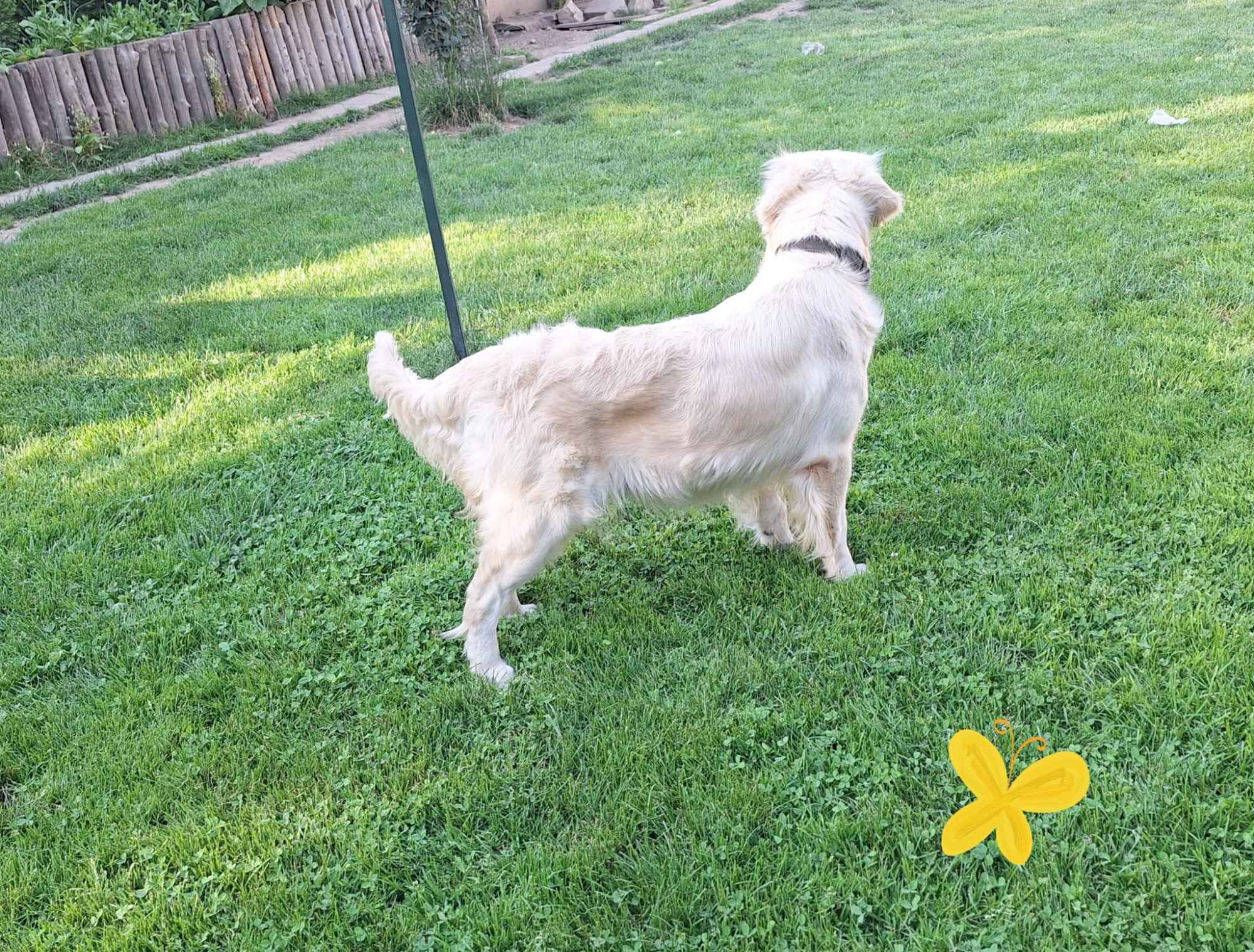 Szczeniak / piesek Golden Retriever Związek Kynologiczny FCI Wadowice - zdjęcie 7