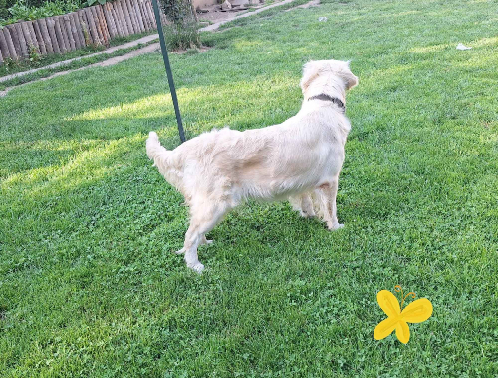 Szczeniak / piesek Golden Retriever Związek Kynologiczny FCI Wadowice - zdjęcie 7