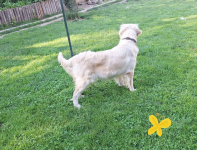 Szczeniak / piesek Golden Retriever Związek Kynologiczny FCI Wadowice - zdjęcie 7