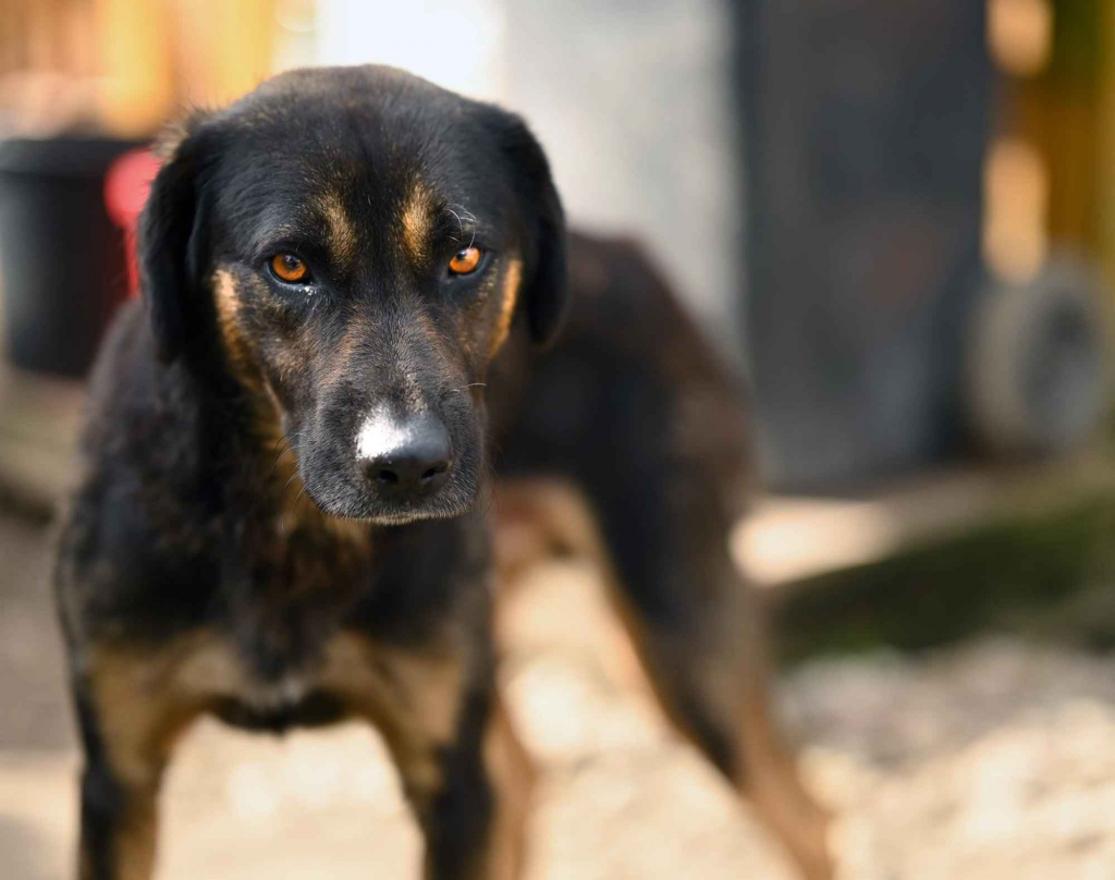 Orzysz - wspaniały, niekonfliktowy pies szuka domu! Olsztyn - zdjęcie 1