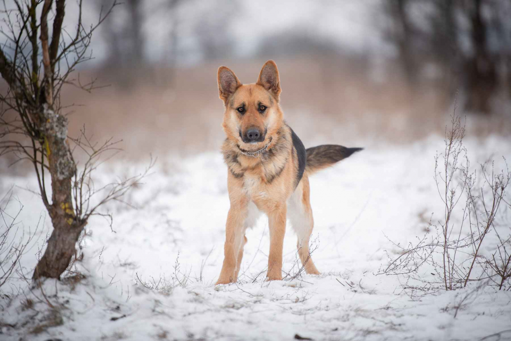 Mona - młoda, wesoła suka w typie ON szuka domu! Olsztyn - zdjęcie 5