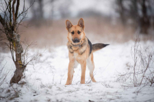 Mona - młoda, wesoła suka w typie ON szuka domu! Olsztyn - zdjęcie 5