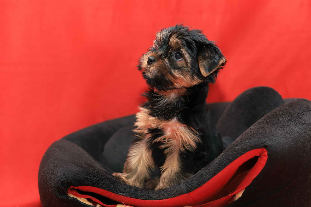 Alutka   sunia Yorkshire Terrier Oława - zdjęcie 2