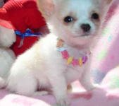 piękne psy i suki Chihuahua mini z certyfikatem Bemowo - zdjęcie 6
