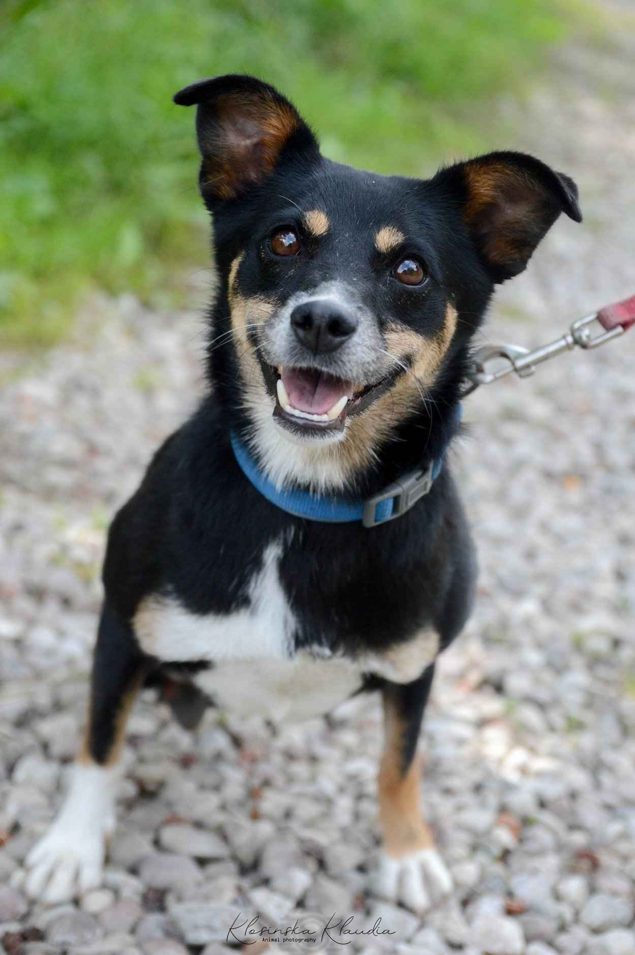 Natka - wyjątkowa sunia szuka domu! Olsztyn - zdjęcie 6