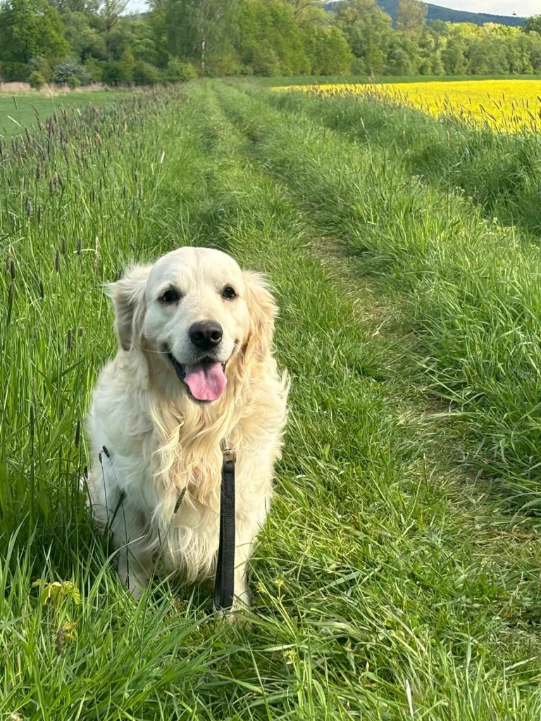 Szczeniak / piesek Golden Retriever Związek Kynologiczny FCI Wadowice - zdjęcie 9