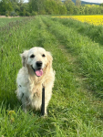 Szczeniak / piesek Golden Retriever Związek Kynologiczny FCI Wadowice - zdjęcie 9