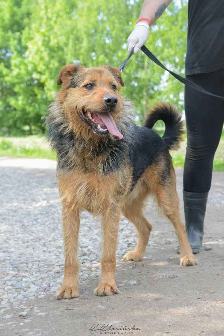 Wezyr - inteligentny psiak w typie terriera Olsztyn - zdjęcie 5