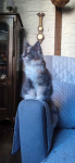 Maine Coon niebieska kotka. Gliwice - zdjęcie 3